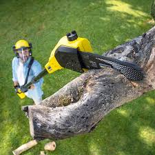 Best Lawn Renovation and Restoration  in Newton, NC