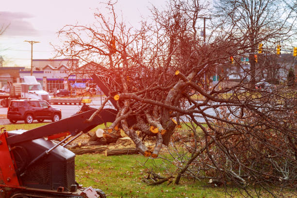 Best Tree Cabling and Bracing  in Newton, NC