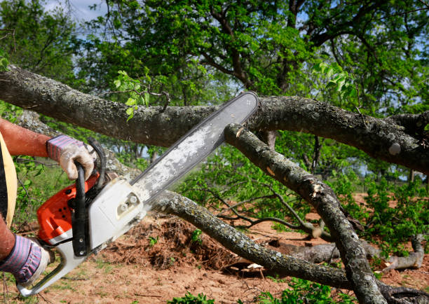 Best Lawn Maintenance Plans  in Newton, NC